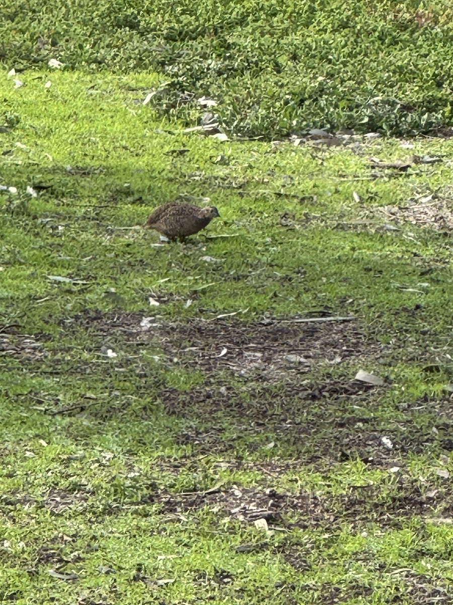Brown Quail - ML637902916