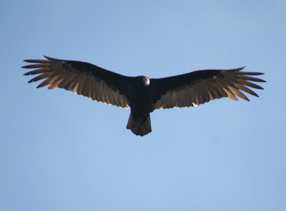 Aura Gallipavo - ML637902924