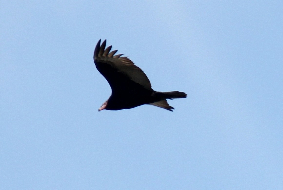 Aura Gallipavo - ML637902925