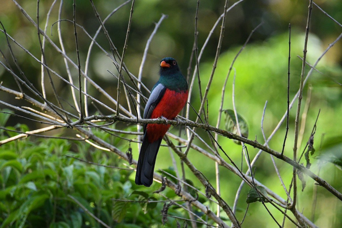 Slaty-tailed Trogon - ML637902933