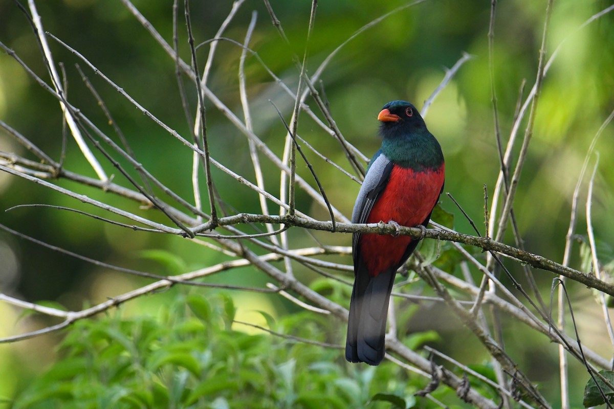 Slaty-tailed Trogon - ML637902936