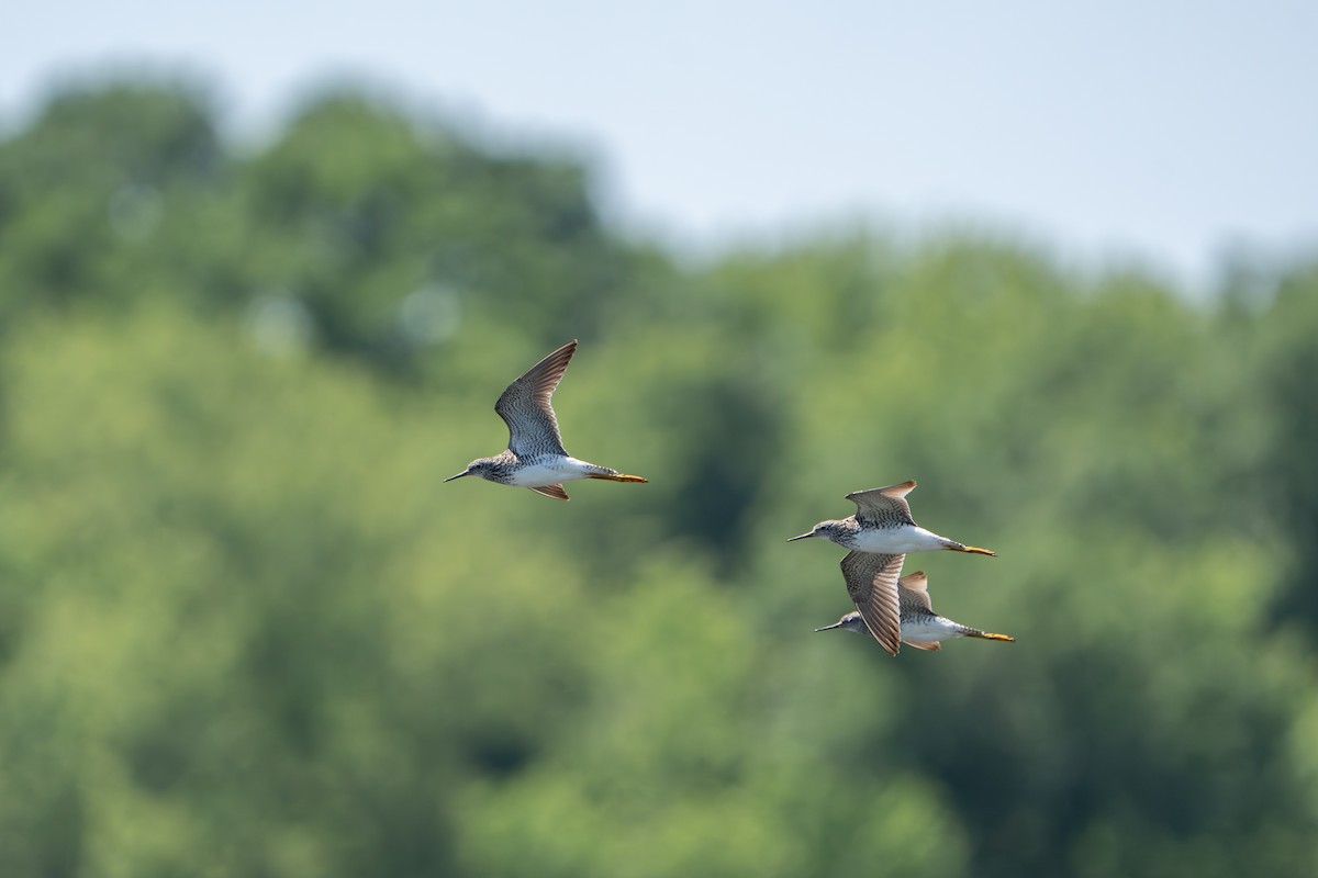 Lesser Yellowlegs - ML637902951