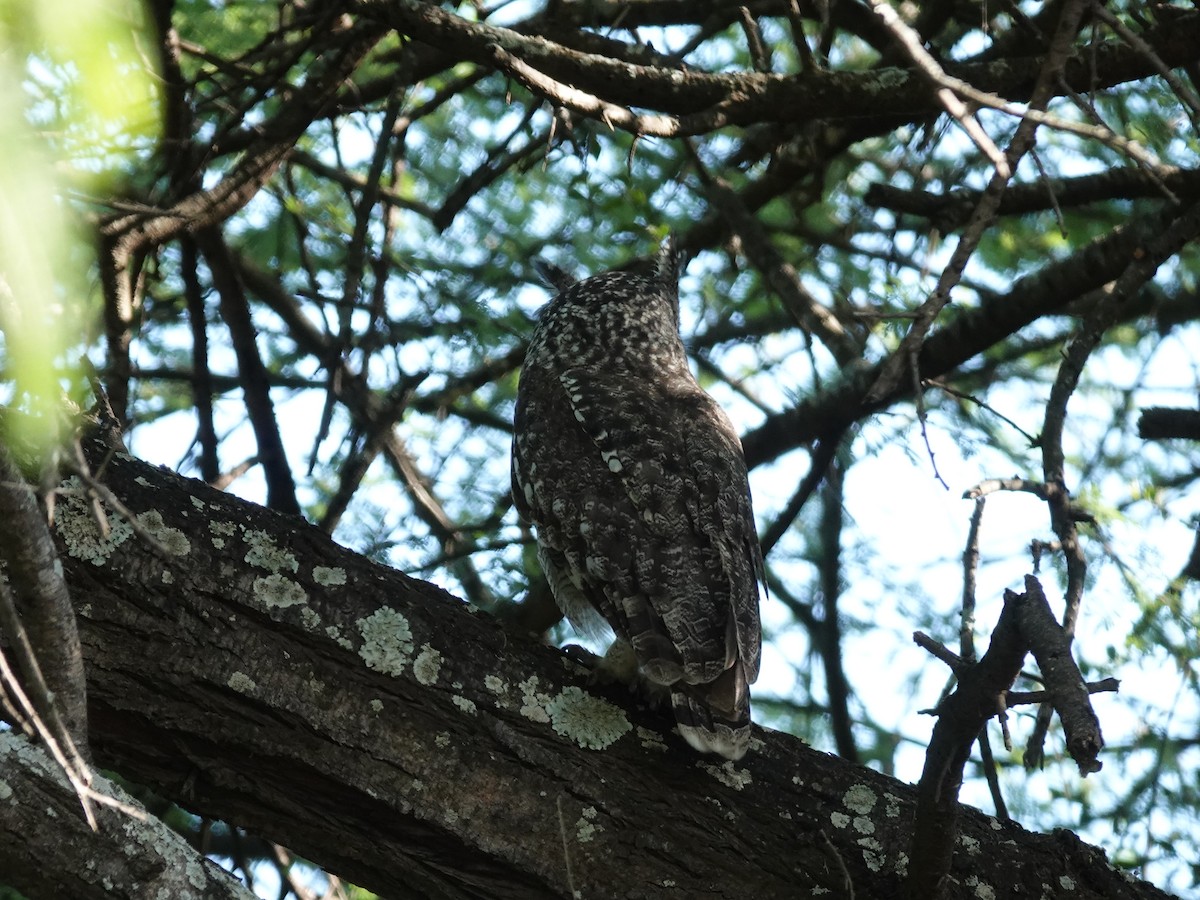 Spotted Eagle-Owl - ML637903047