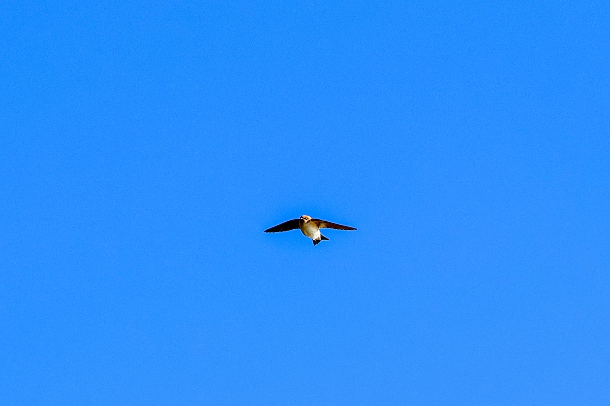 Fairy Martin - ML637903079