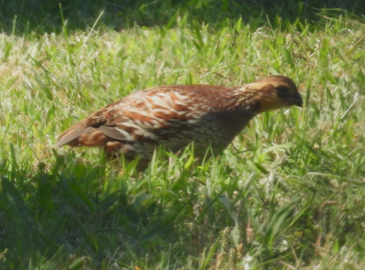 Virjinya Kolini - ML637903083