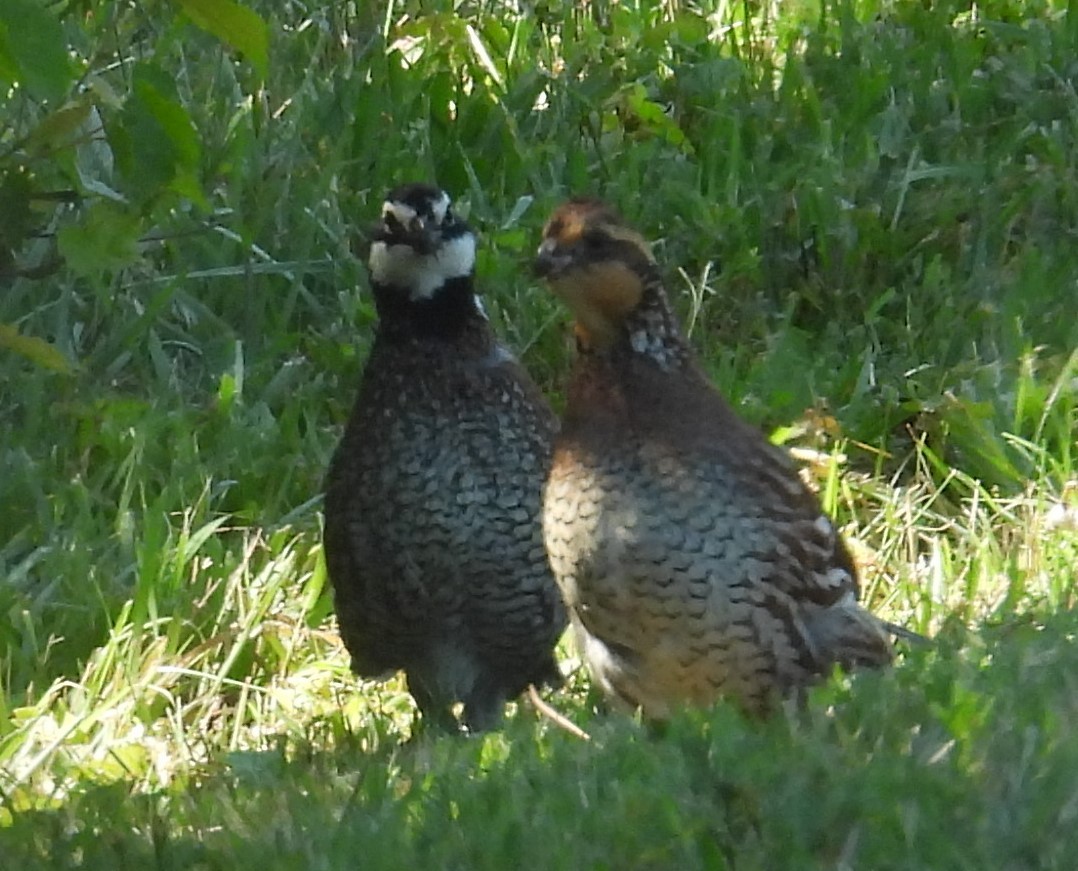 Virjinya Kolini - ML637903091