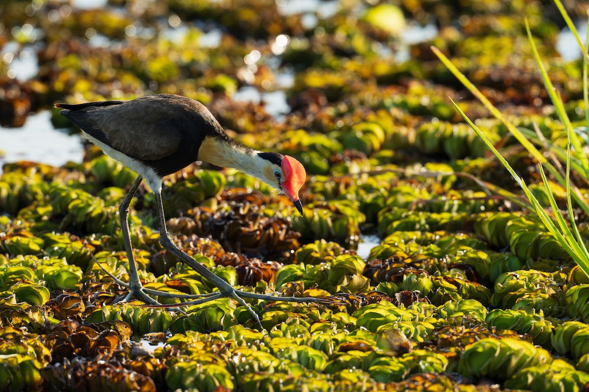 Comb-crested Jacana - ML637903098