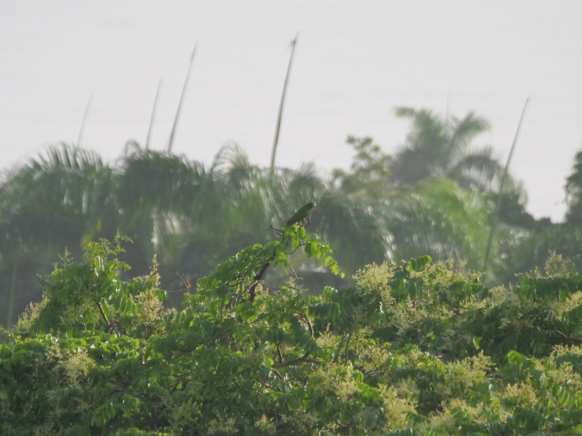 Hispaniolan Amazon - ML637903112