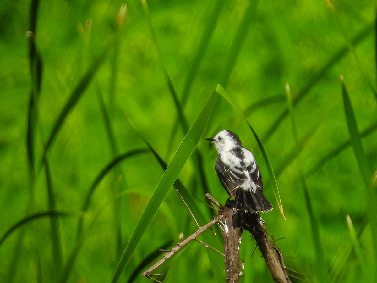 Pied Water-Tyrant - ML637903120
