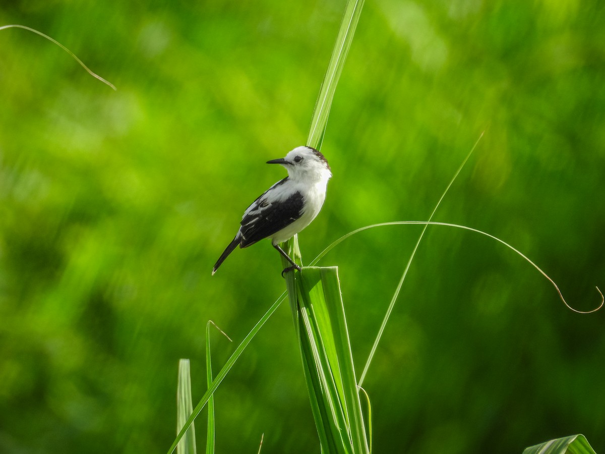 Pied Water-Tyrant - ML637903121