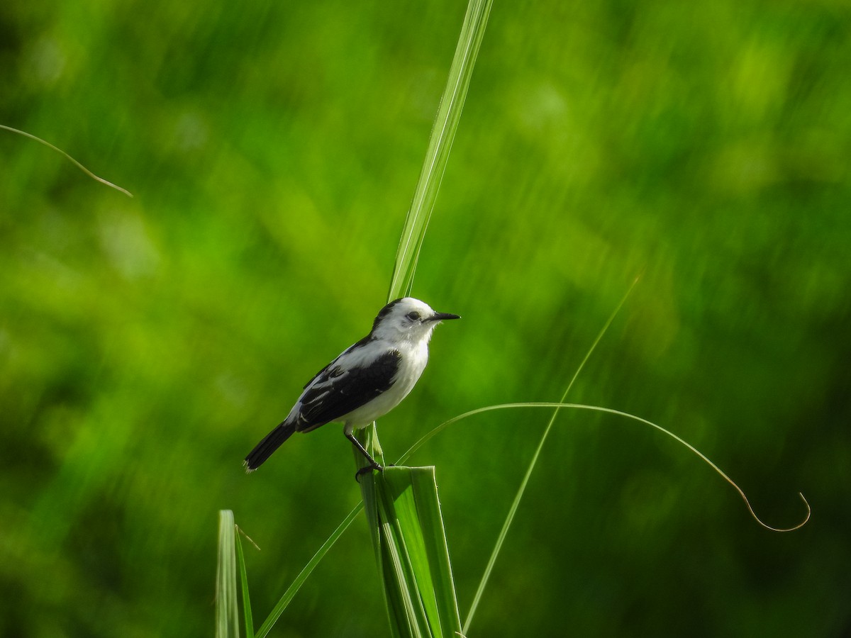 Pied Water-Tyrant - ML637903122