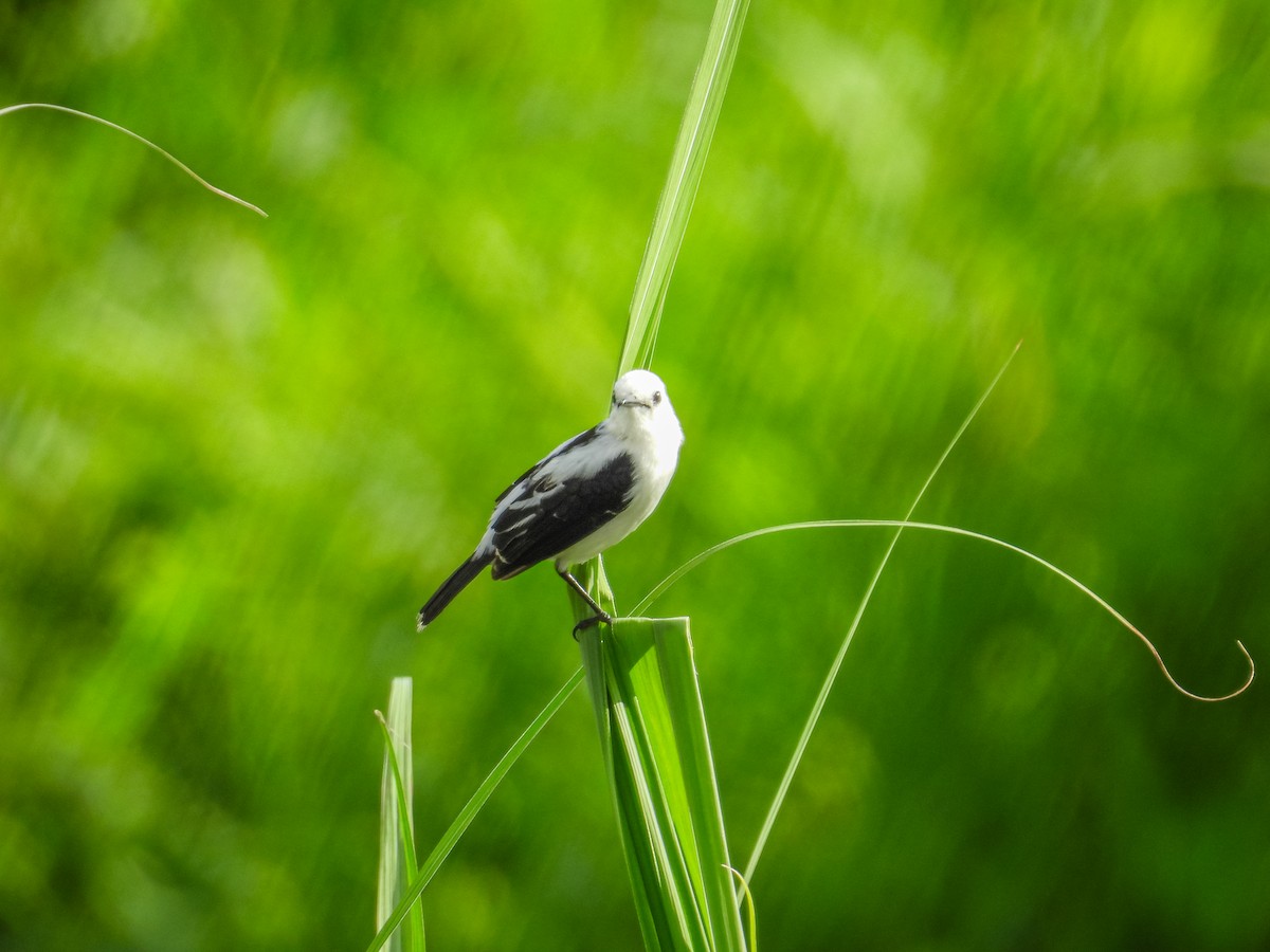 Pied Water-Tyrant - ML637903123