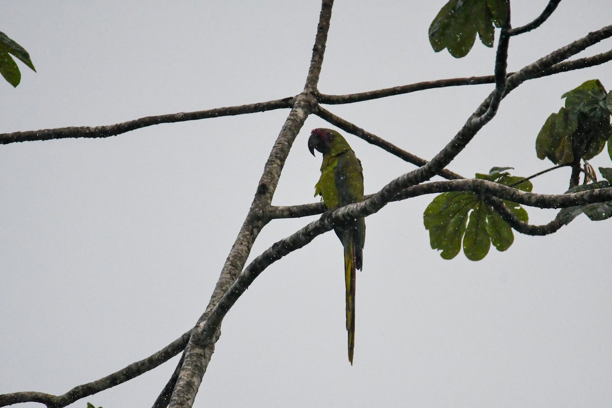Great Green Macaw - ML637903170