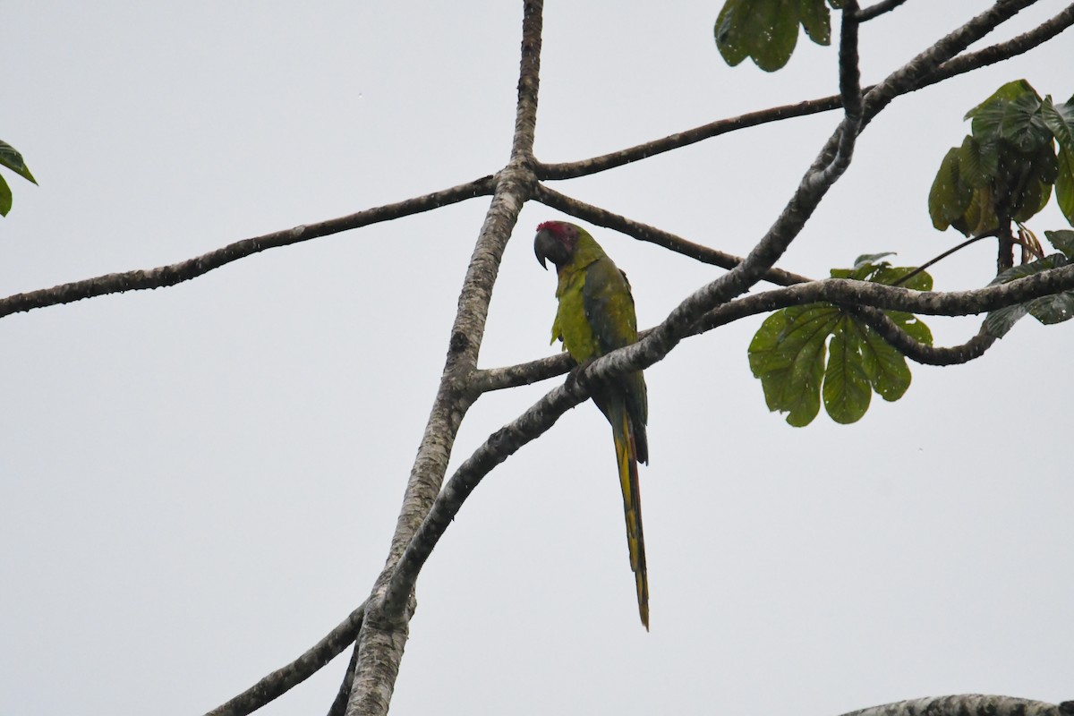 Great Green Macaw - ML637903171