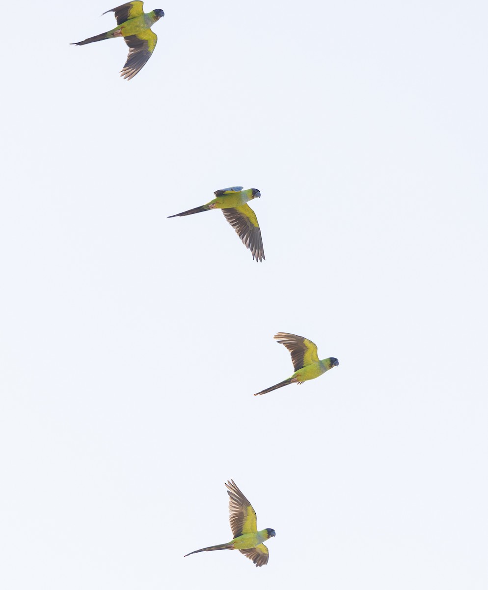 Nanday Parakeet - ML637903244