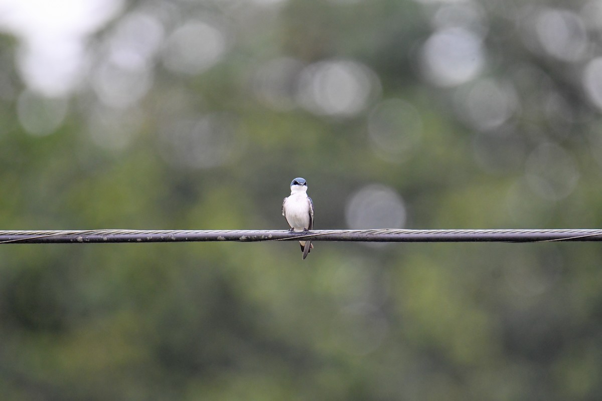 Mangrove Swallow - ML637903257