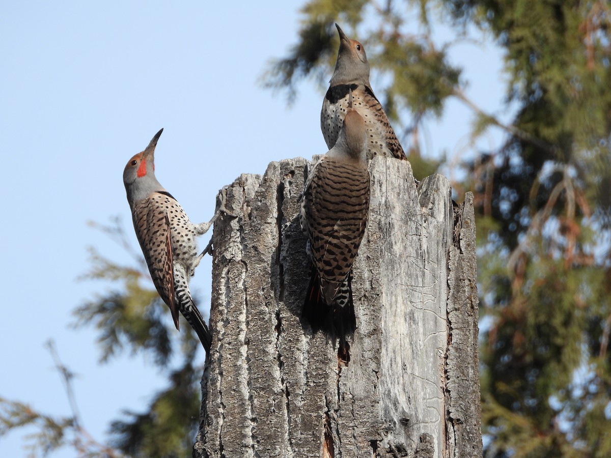 Northern Flicker - ML637903272