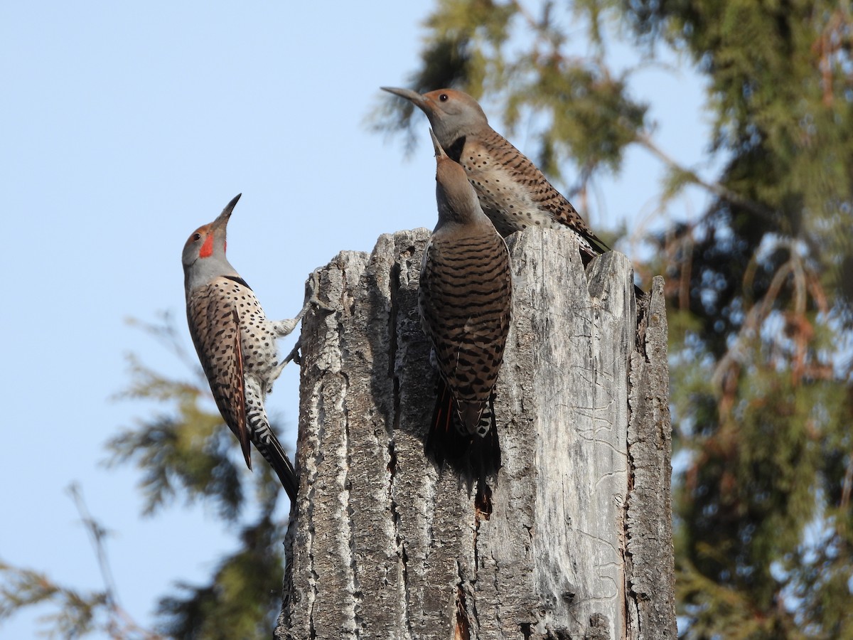 Northern Flicker - ML637903274