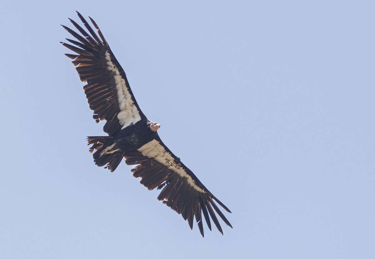 California Condor - ML637903279