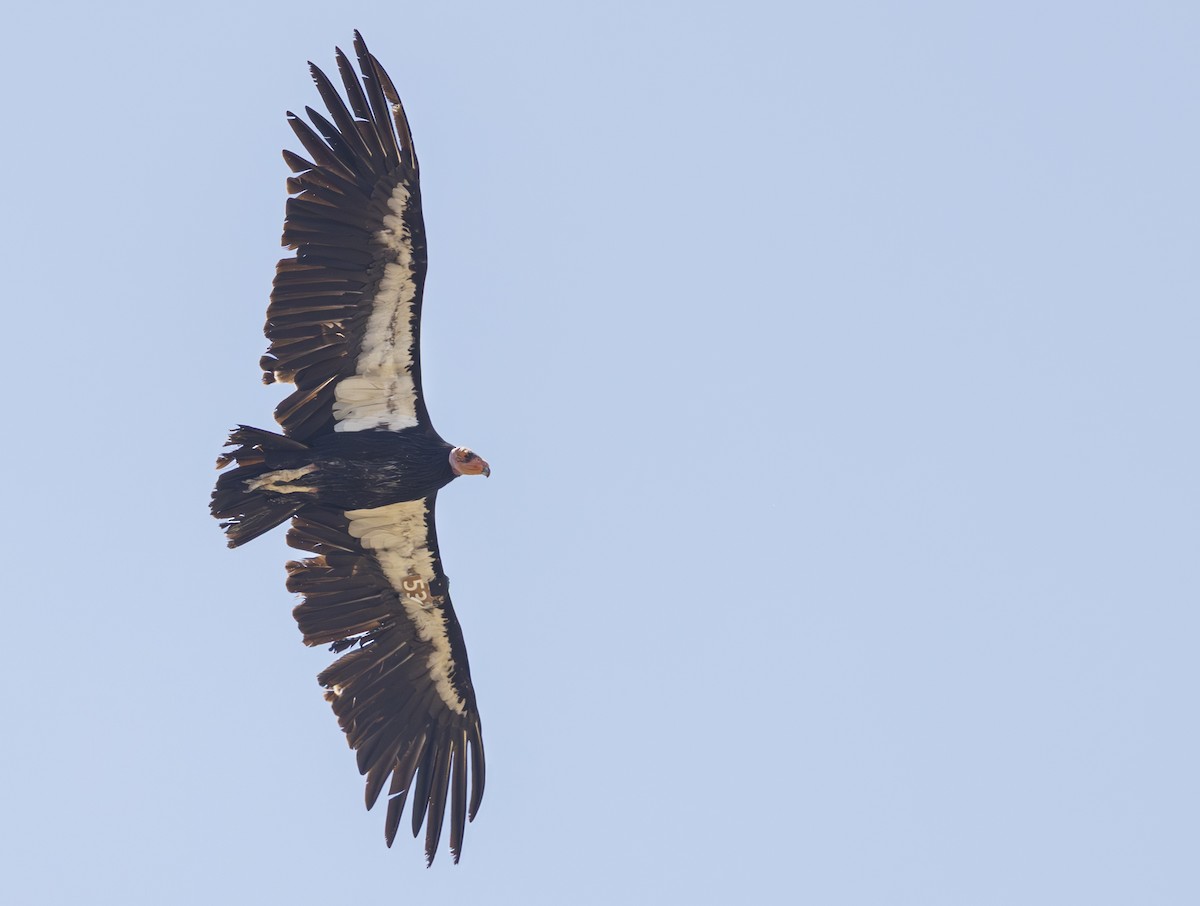 California Condor - ML637903280