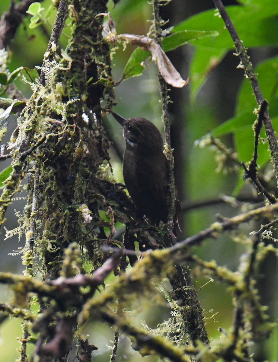 Wedge-billed Woodcreeper - ML637903291