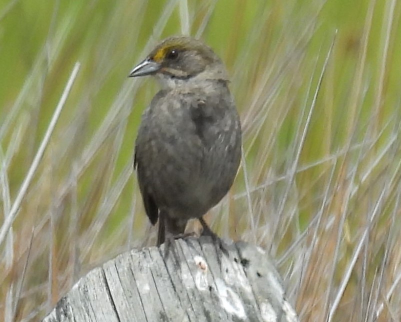 Sahil Serçesi - ML637903293