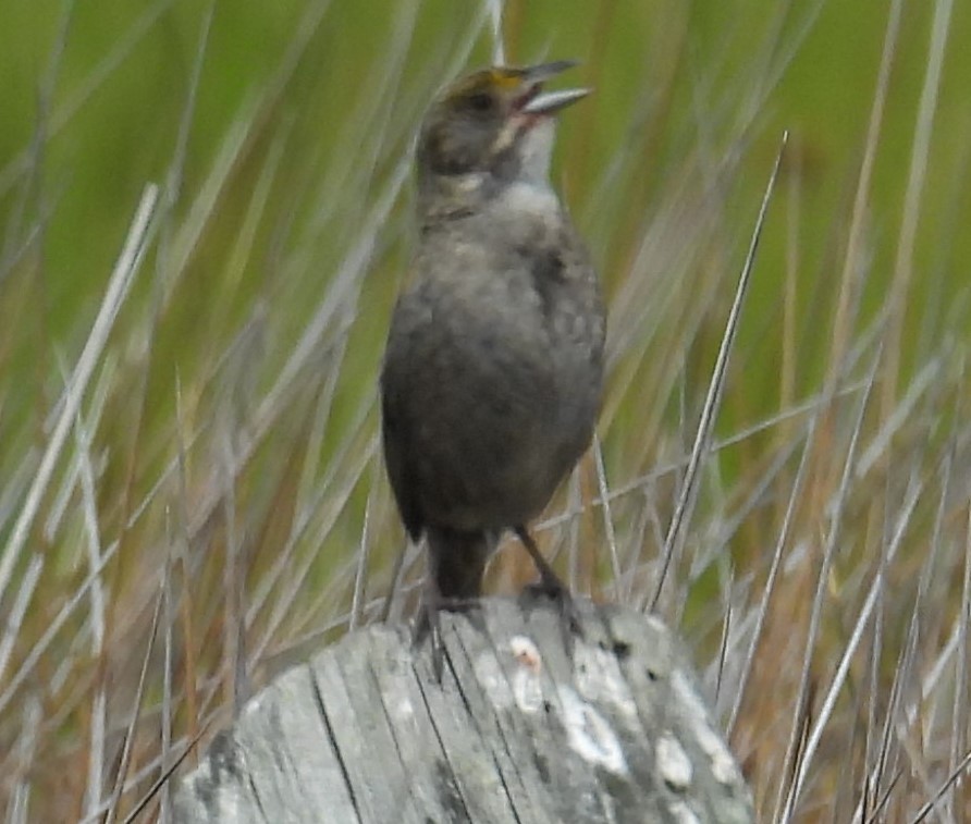 Sahil Serçesi - ML637903302