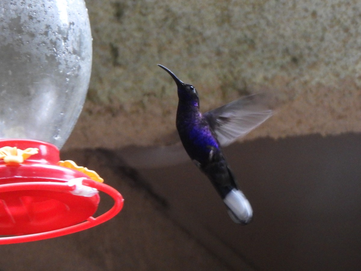 Violet Sabrewing - ML637903304