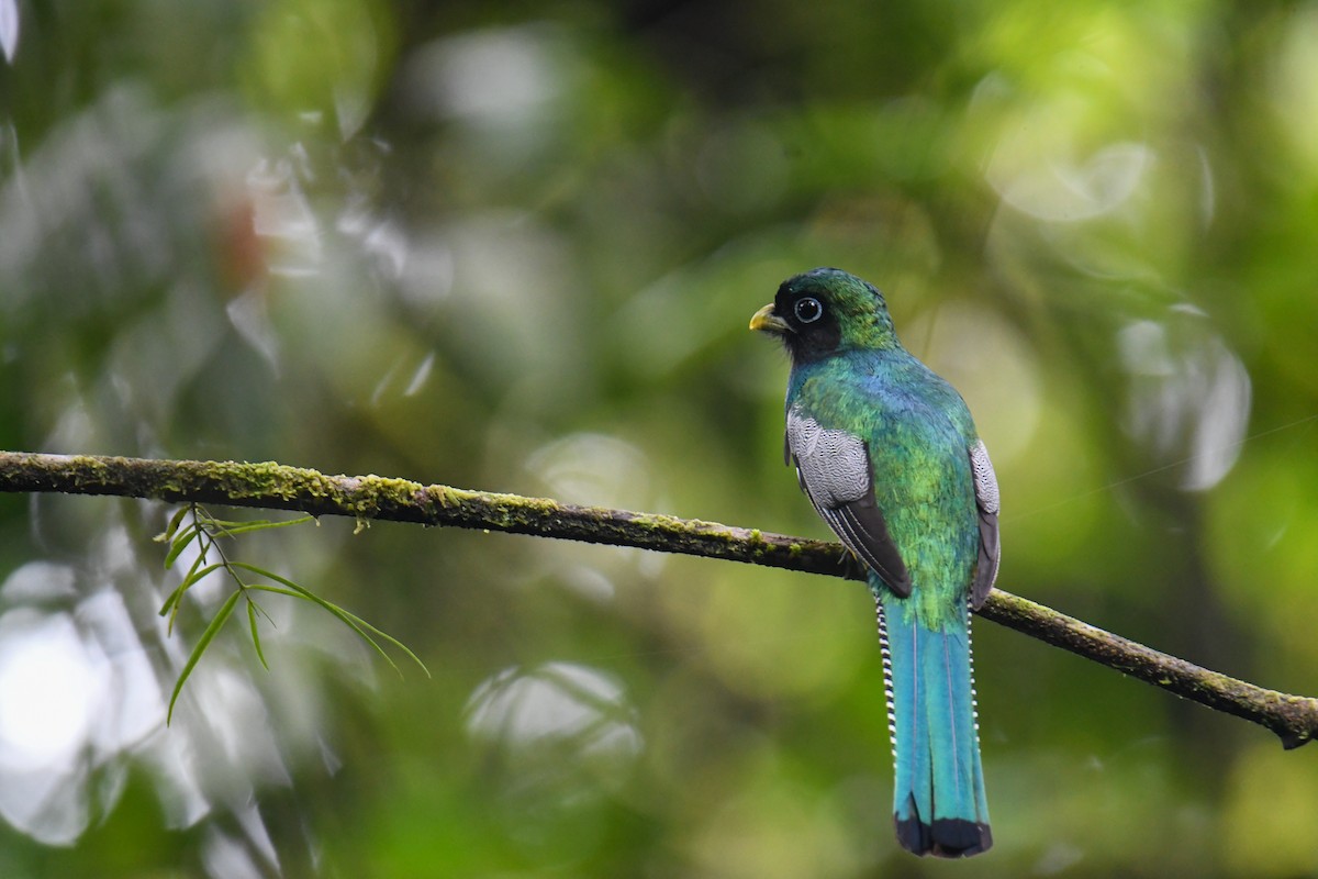Northern Black-throated Trogon - ML637903315