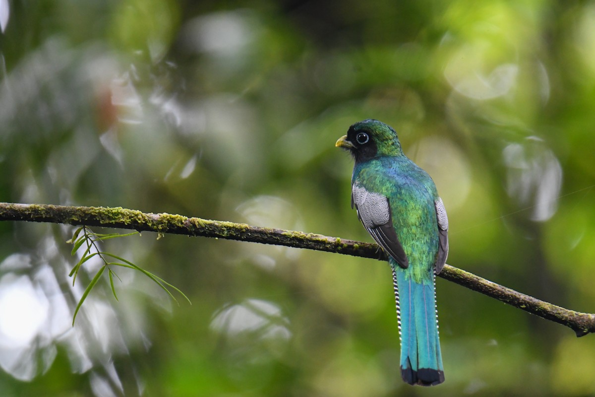 Northern Black-throated Trogon - ML637903319