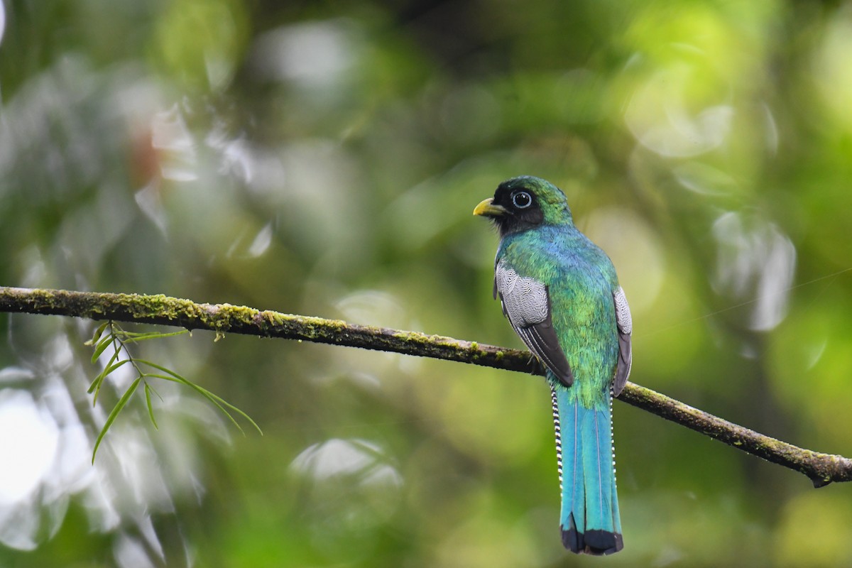 Northern Black-throated Trogon - ML637903321