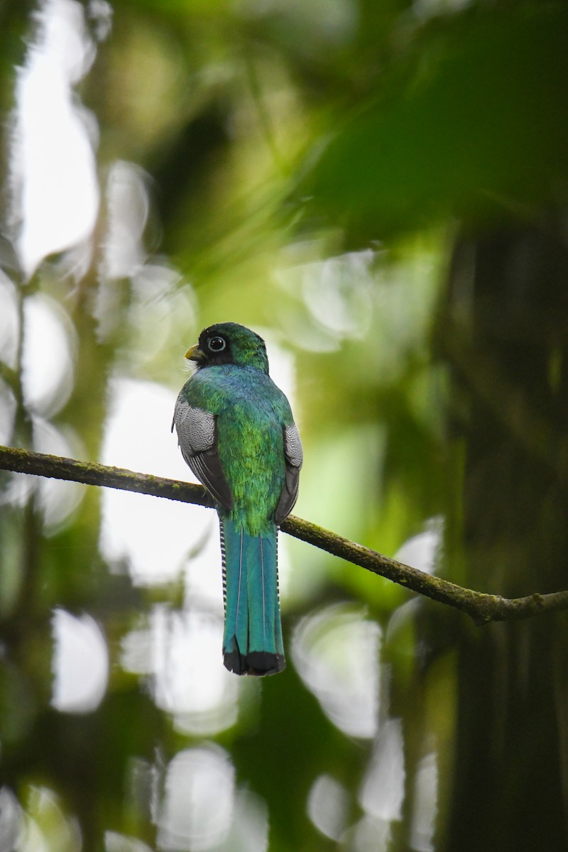 Northern Black-throated Trogon - ML637903322