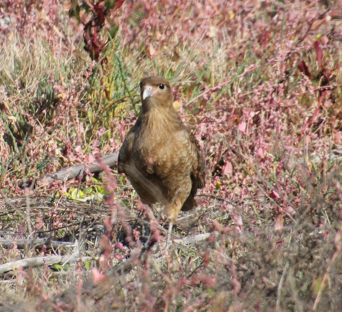 Caracara Chimango - ML637903331