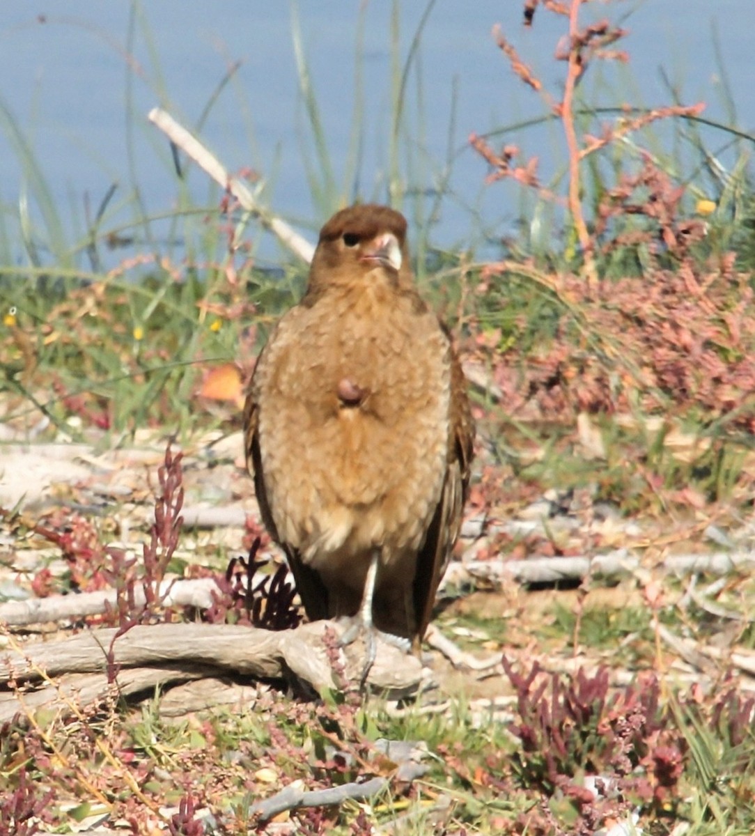 Caracara Chimango - ML637903332