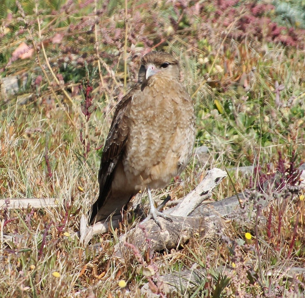Caracara Chimango - ML637903333