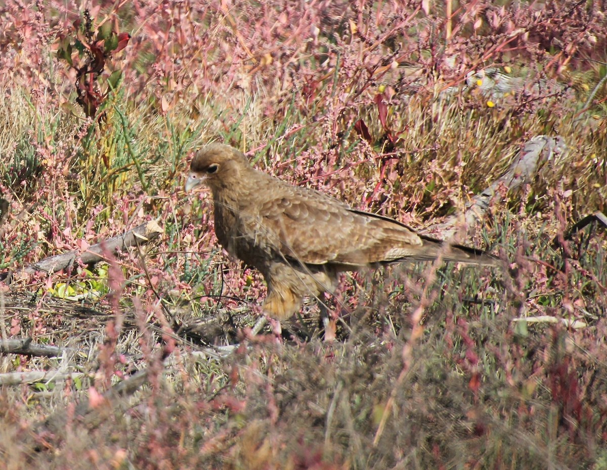 Caracara Chimango - ML637903334