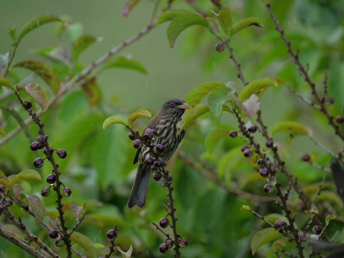 Palmchat - ML637903342