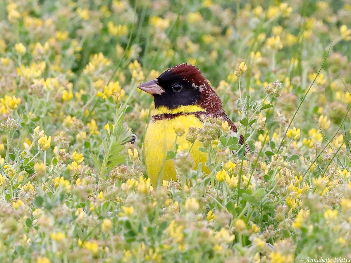 Yellow-breasted Bunting - ML637903345