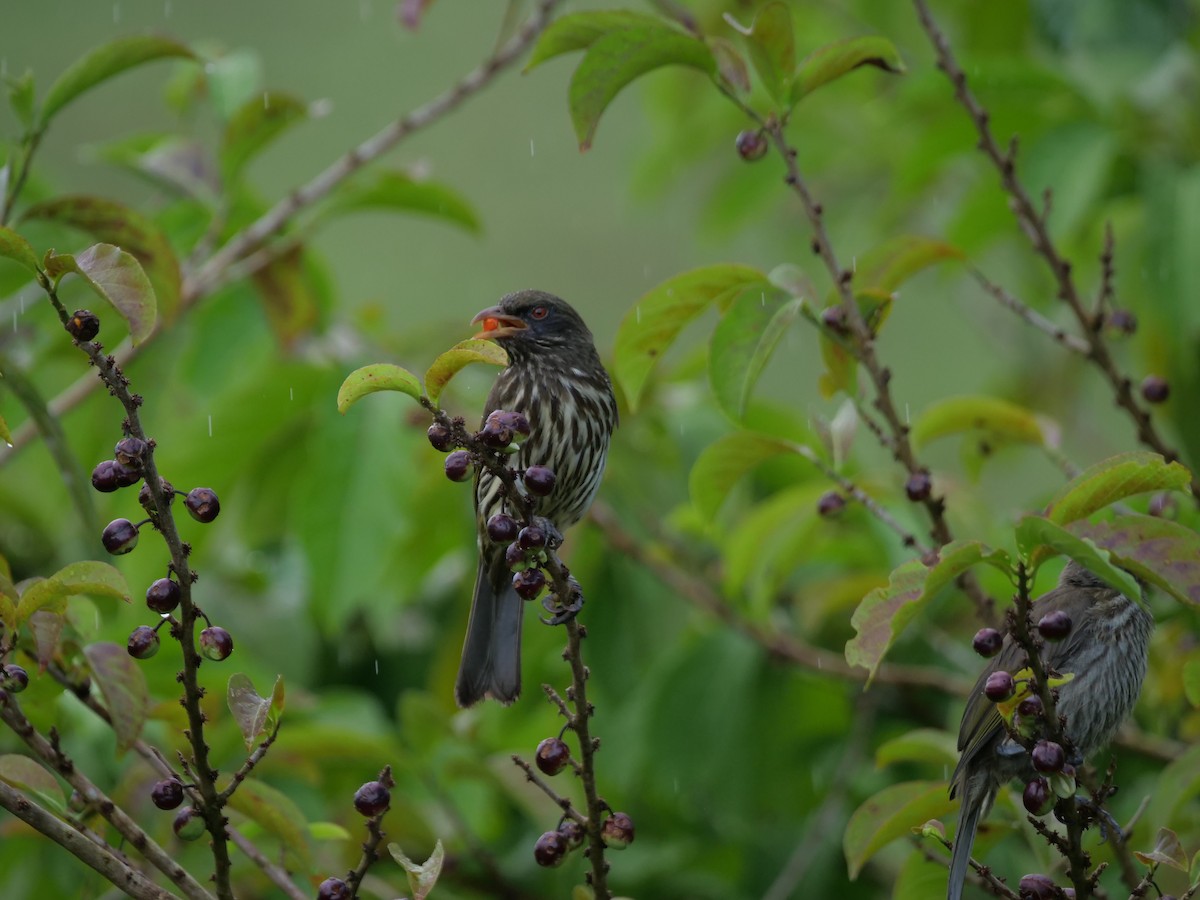 Palmchat - ML637903376