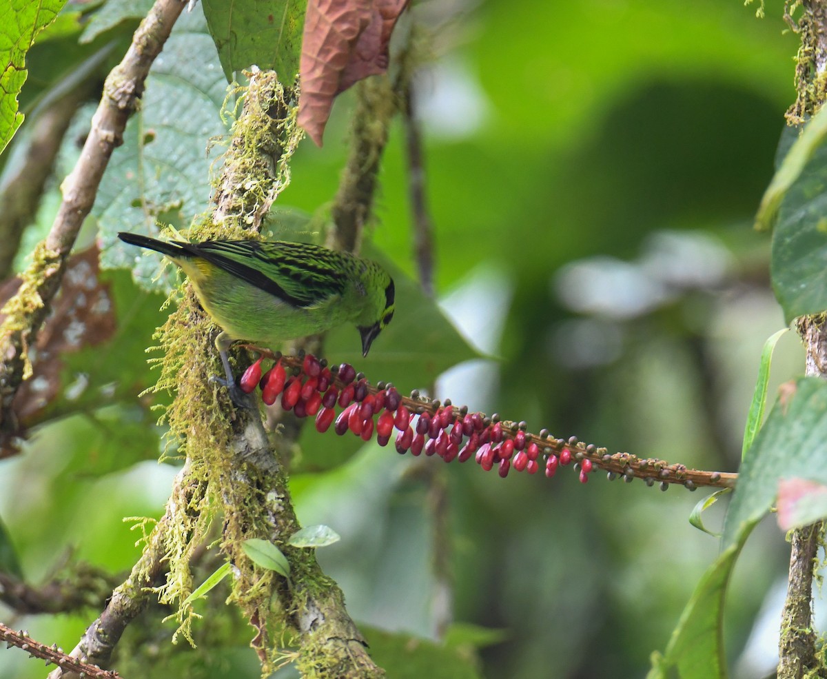 Emerald Tanager - ML637903377
