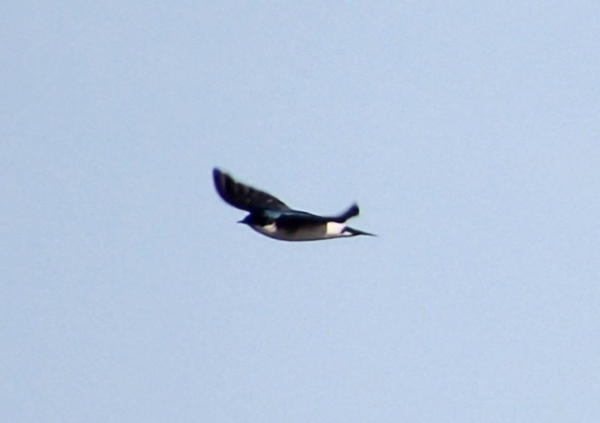 Golondrina Chilena - ML637903384