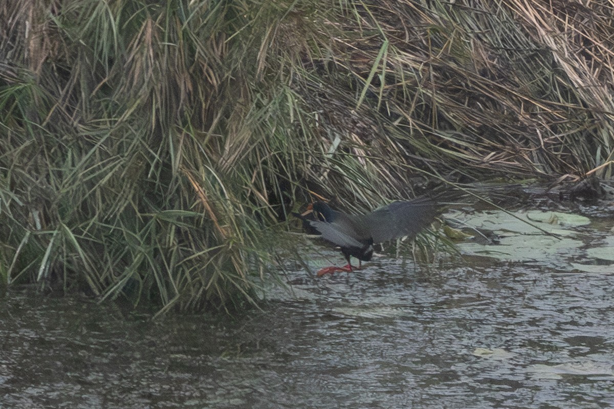 Allen's Gallinule - ML637903417