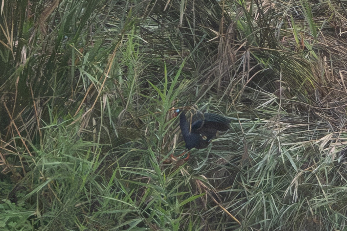 Allen's Gallinule - ML637903432