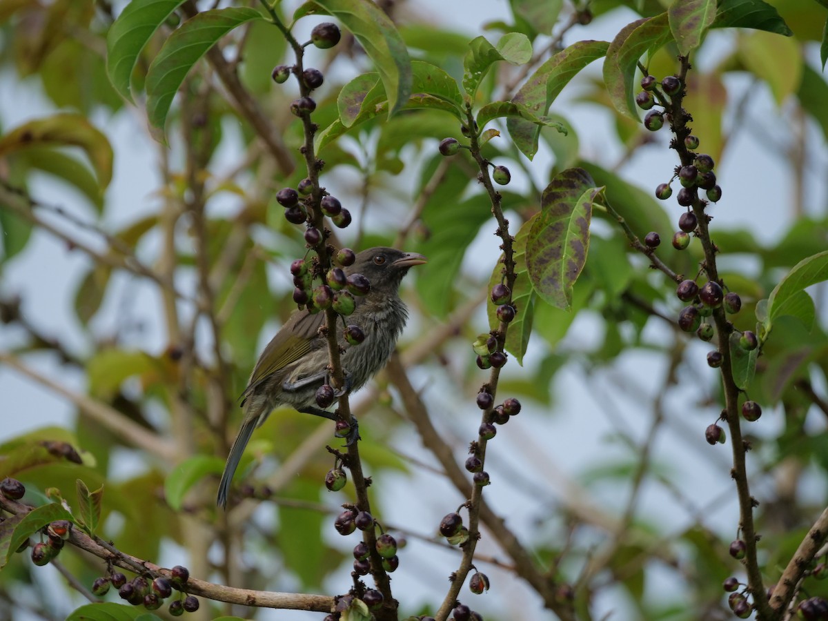 Palmchat - ML637903446
