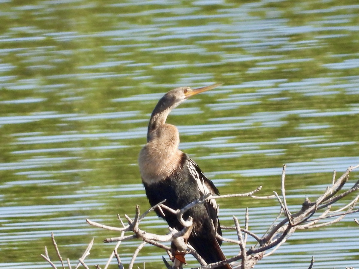 Anhinga Americana - ML637903449