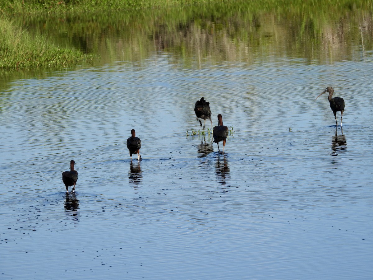 Morito Común - ML637903470