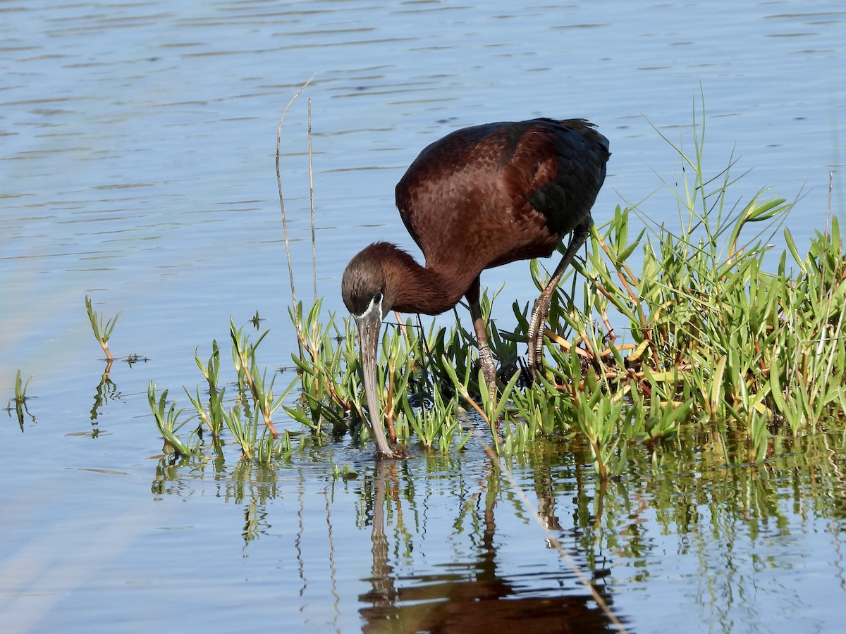 Morito Común - ML637903471