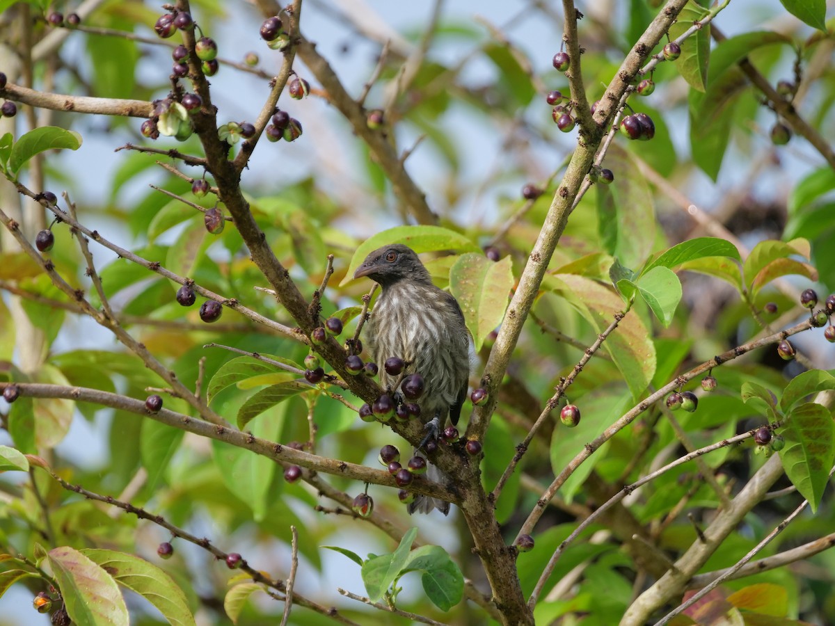 Palmchat - ML637903499