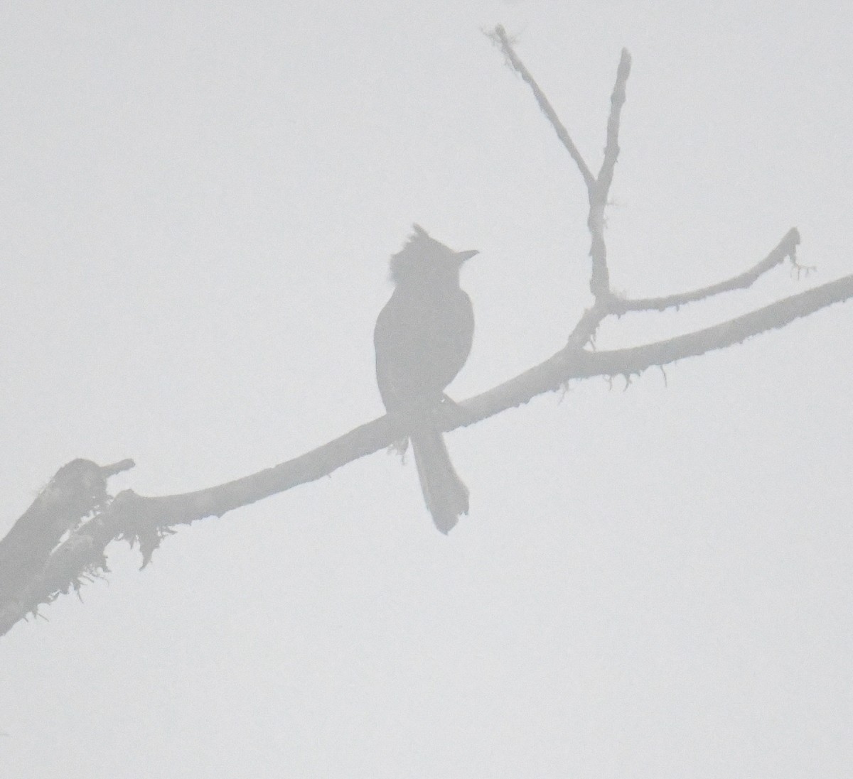 Dark Pewee - ML637903500