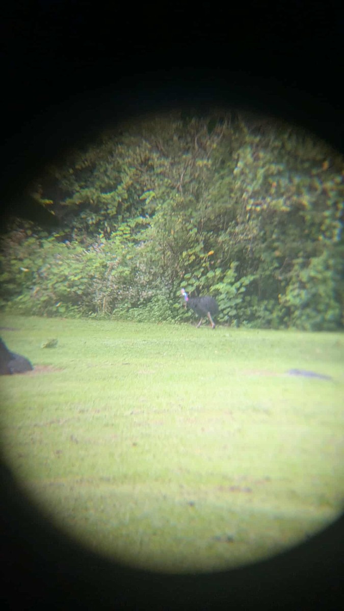 Southern Cassowary - ML637903521